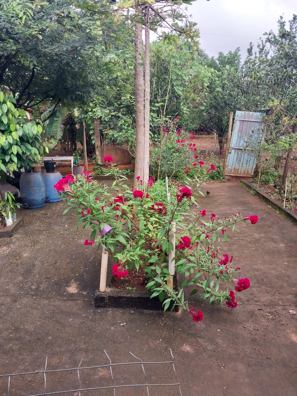 Foto 2